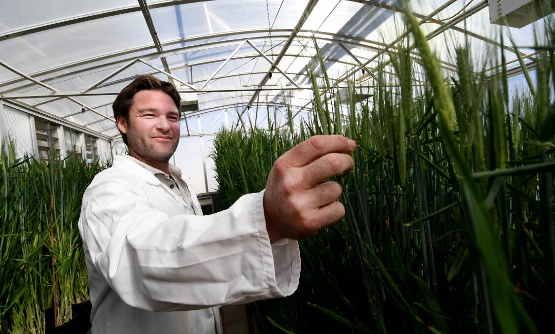 All ears: Brett Lobsey inspects some millennial wheat lines being grown in the quarantine glass houses at the Tamworth Ag Institute. Photo: Gareth Gardner