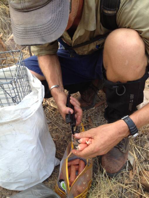 Delicious: Cane-toad sausages being deployed in the Kimberley Ranges by the Western Australian Department of Parks and Wildlife. 