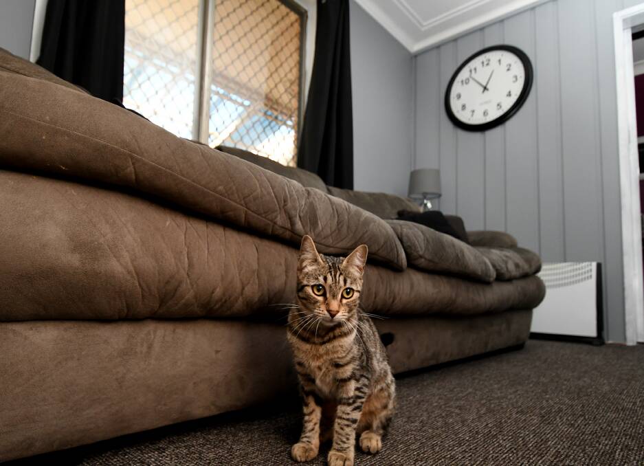 Madam the cat house cat waits in the sitting room for the next punter to walk through the doors of the region's only legal parlour.