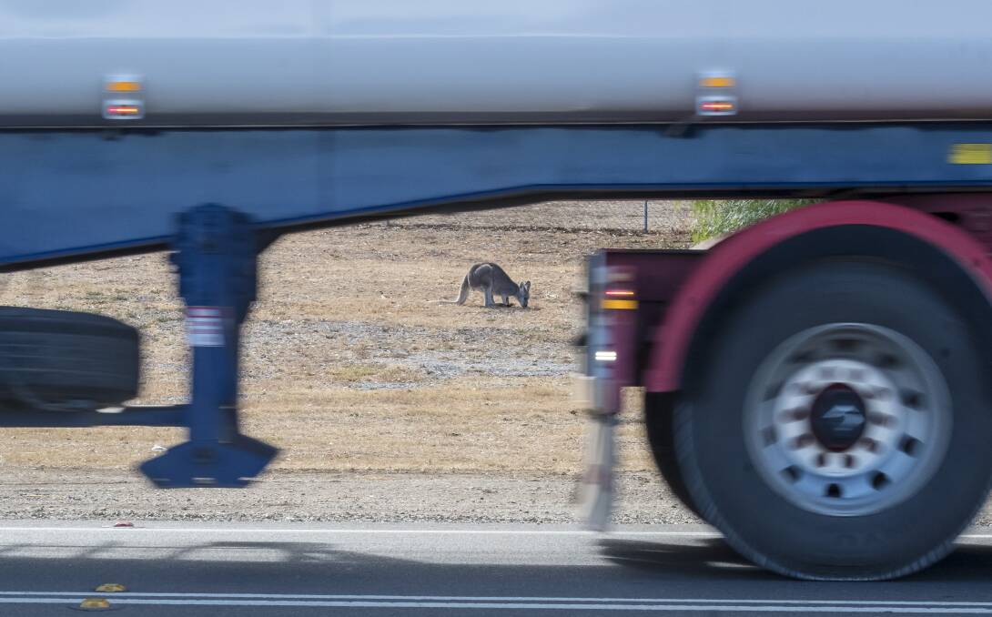 On the road: WIRES staff are urging people to drive carefully and please stop and check if they have hit a roo. Photo: Peter Hardin