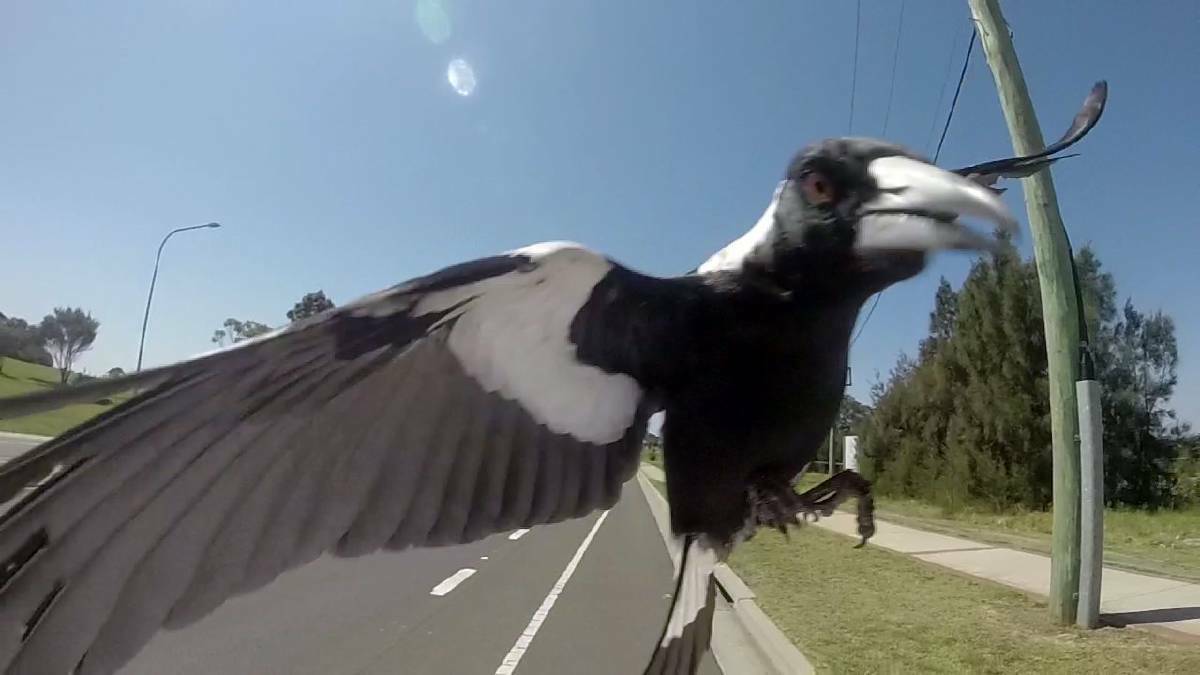 Fear strikes community as magpie season swoops in early
