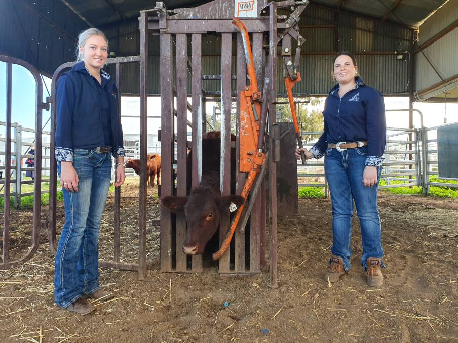 Crushed it: Calrossy students Liesl Cooper and Grace Purtle got straight back to work preparing next year's bulls following a successful show and sale. Photo: Chris Bath
