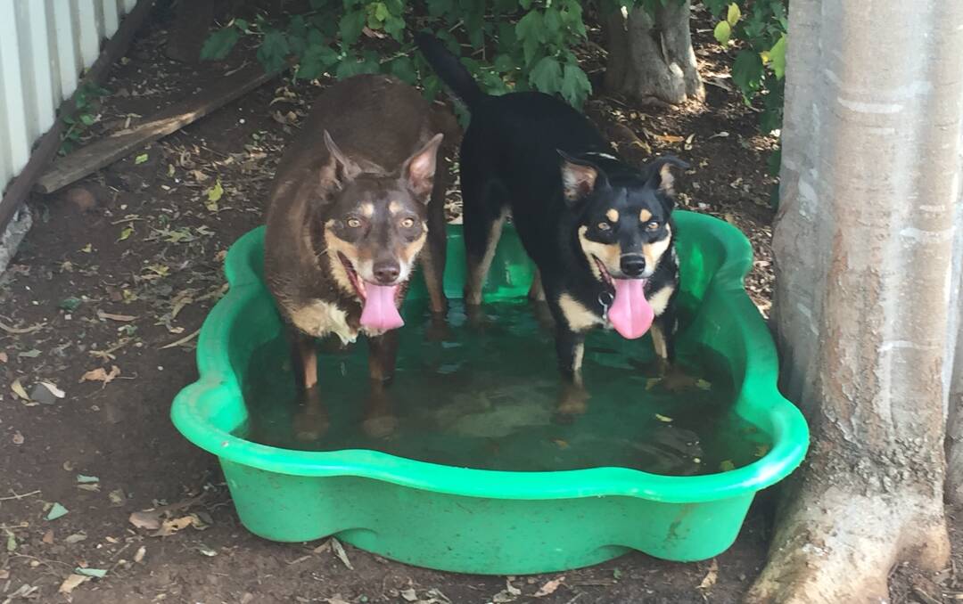 Hot dogs: The RSPCA has warned residents to keep an eye on their pets, like Tamworth's Kelpie couple Ruth and Maggie, during the Summer heatwaves.