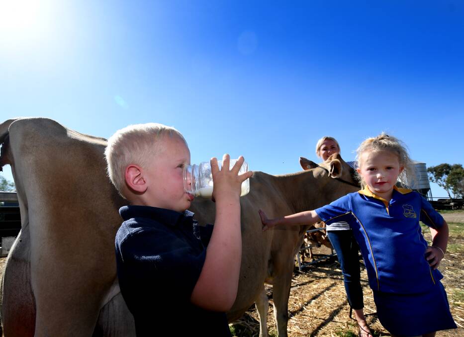 As fresh as it gets: Koby Wilson takes a swig fresh from a prized Shirlinn Jersey at the Wilson's Wallamore rd farm, with Marlie and Sarah watching on. Photo: Gareth Gardner