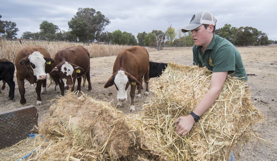 Helping hand: Peel High ag student Cooper McGovern stays behind after school to help feed stock through the drought. Photo: Peter Hardin