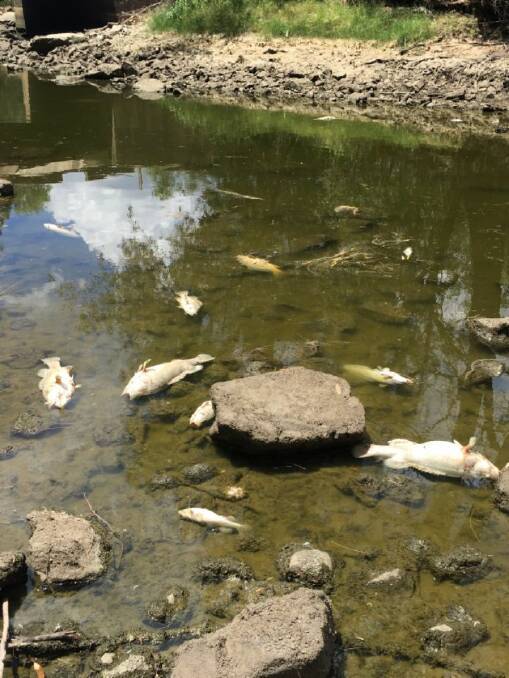 Belly up: Scorching temperatures and an almost empty Keepit Dam has resulted in a major fish kill in the Namoi River just beneath the wall. Photo: Anne Michie