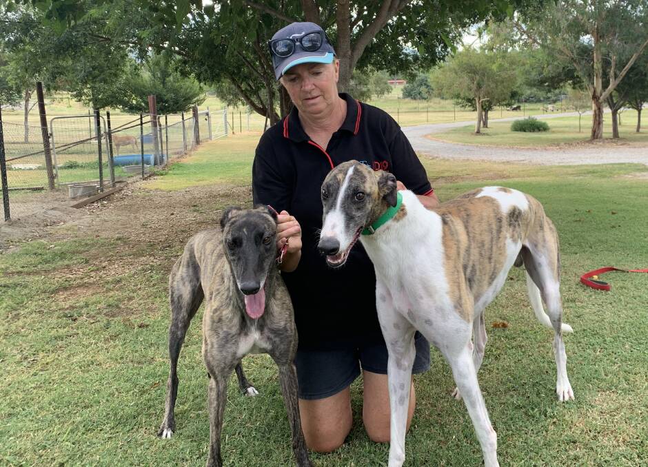 ON THE ROAD: Jenny Ruttley will take Rutland Jess, left, and Rutland Charlie, right, to the races at Gunnedah. Photo: Supplied
