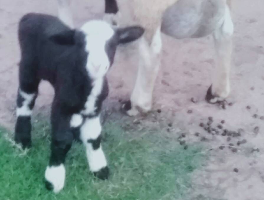 There is one very distinctive lamb wether which is black and white in colour. Photo: Supplied