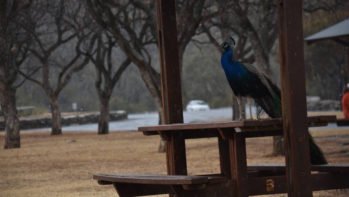 Peacocks have been spotted all over East Tamworth.