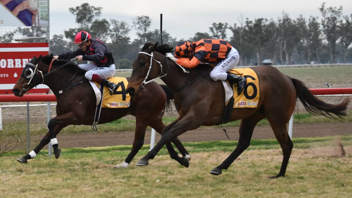 MAIN RACE: Travis Wolfgram, red and black silks, gets just enough out of Avroson as Mishani Stealth lunges late with Josh Adams on board. Photo: Ben Jaffrey