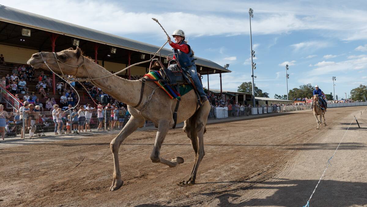 ON YOUR MARKS: There will be camel racing at this year's show. Here is Sophie Crawley racing past the grandstand in the first heat of the camel races at the 2019 Maitland Show. Picture: Max Mason-Hubers MMH