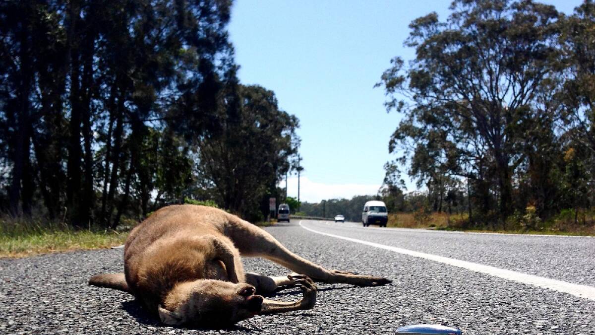 HOTSPOTS: Kangaroos accounted for 92.5 per cent of the top five most commonly hit animals on the road. Photo: SIMONE DE PEAK