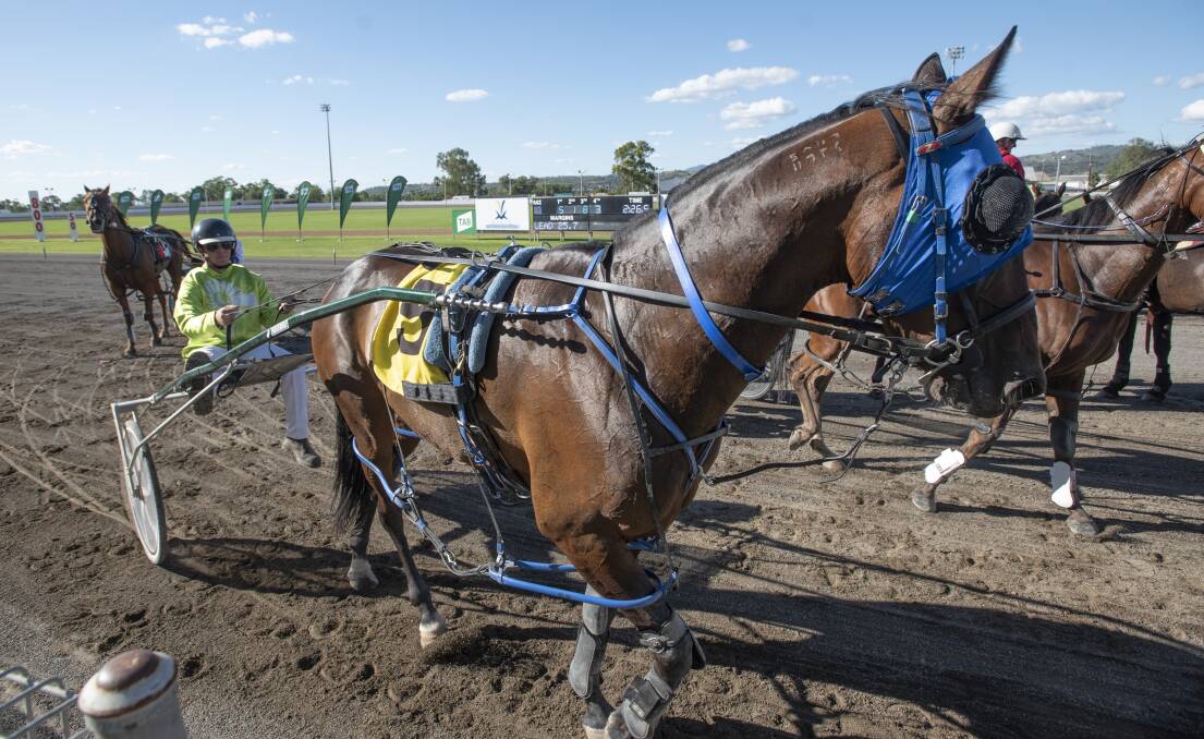 WINNER: Sam Ison drove Just Tommy to victory in the Billy Grima Memorial at last week's Tamworth harness meeting. Photo: Peter Hardin