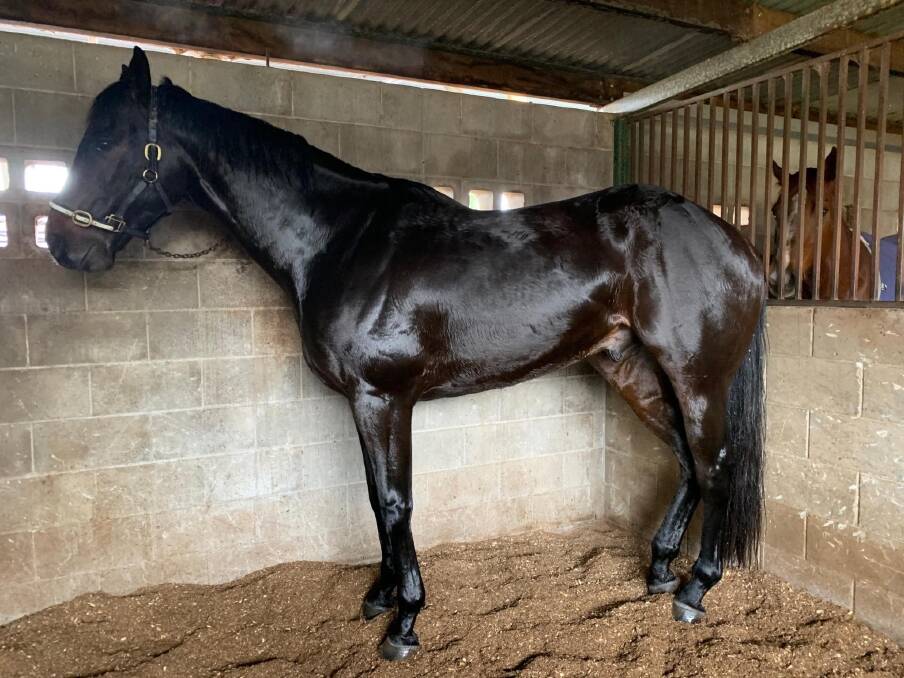 Rexx relaxing in the stables after the win. Photo: Supplied