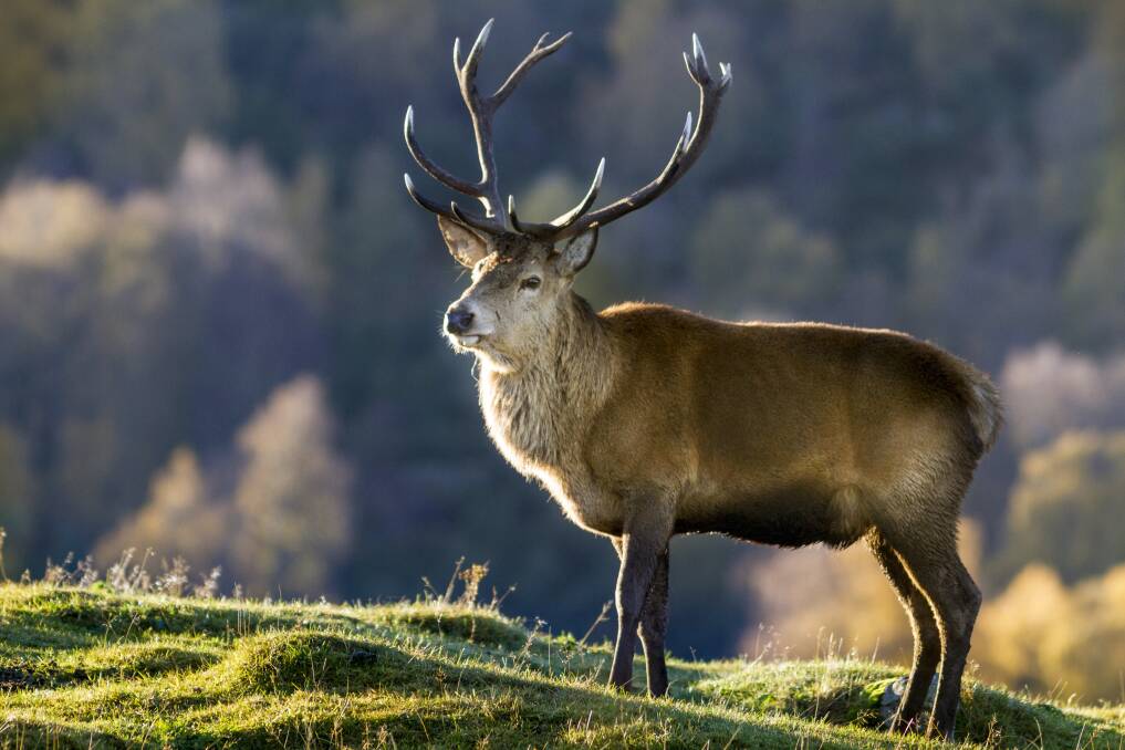 A file photo of a red deer stag. Photo: Paul Tomkins/VisitScotland