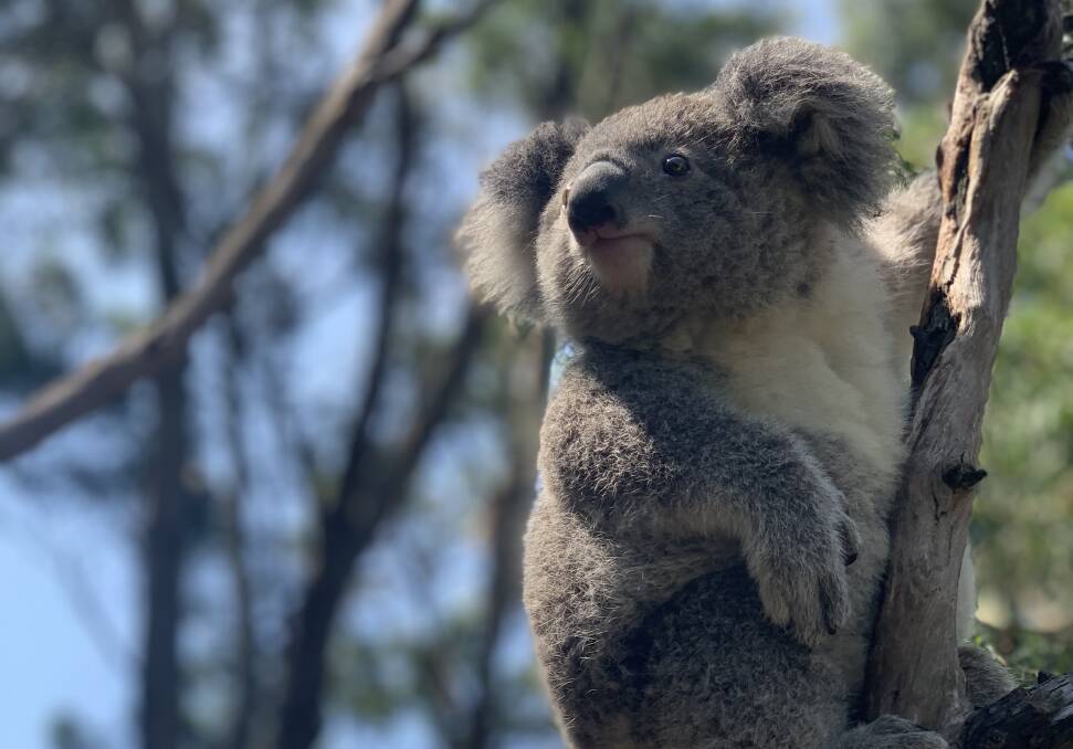 Barrington Tops koala insurance population plan sped up due to fires