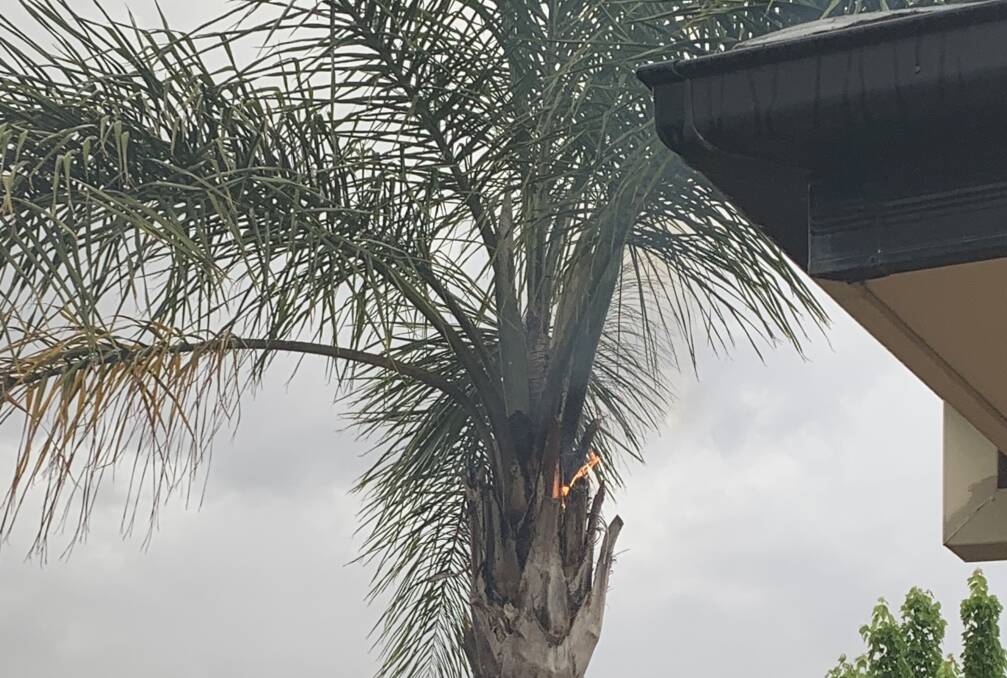 Phil Salvestrin's palm tree took the brunt of a lightning strike at 6.15pm on Wednesday evening. Photo: Phil Salvestrin