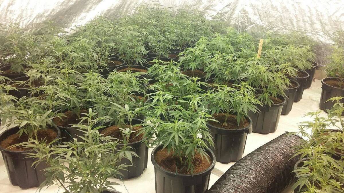 RAID: The sophisticated cannabis grow operation uncovered during a raid on Ee Ju Ang's Singleton home in December last year. Ang pleaded guilty on Wednesday. Picture: NSW Police
