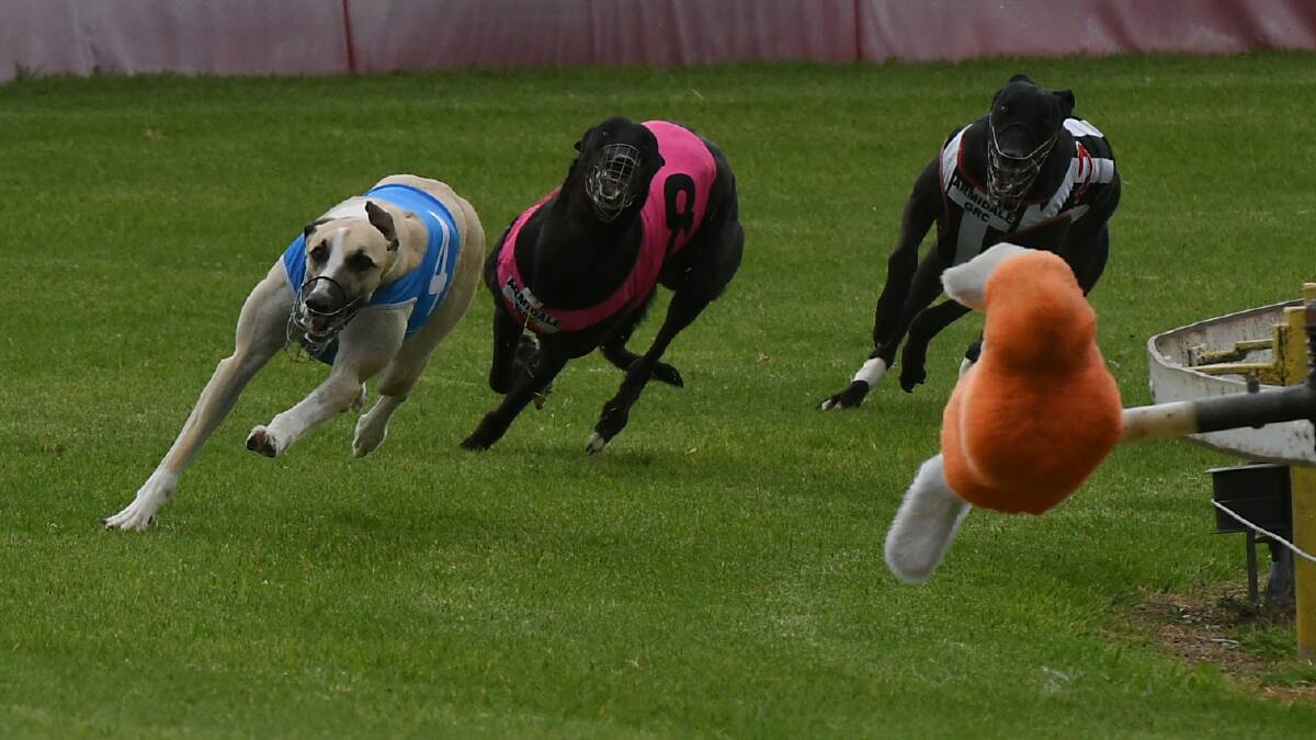 LOW NUMBERS: Six races were held at the Tamworth Greyhound Racing Club on Saturday. Photo: Gareth Gardner