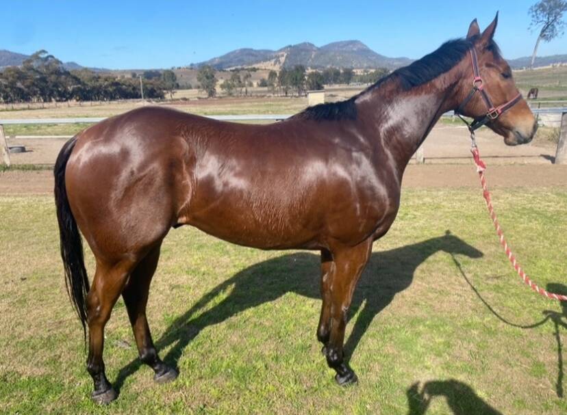 Superior Witness races out of Glendon Brook and is trained by Luke Thomas. Photo: Supplied