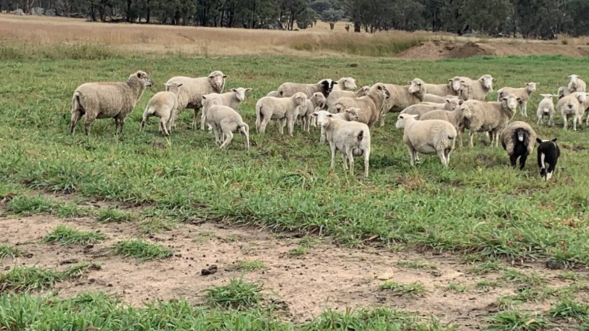 Three lambs have gone missing from the property. Photo: Supplied