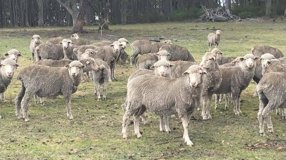 Investigation: Police are appealing for help after 75 sheep were stolen from a Guyra property. Photo: NSW Police