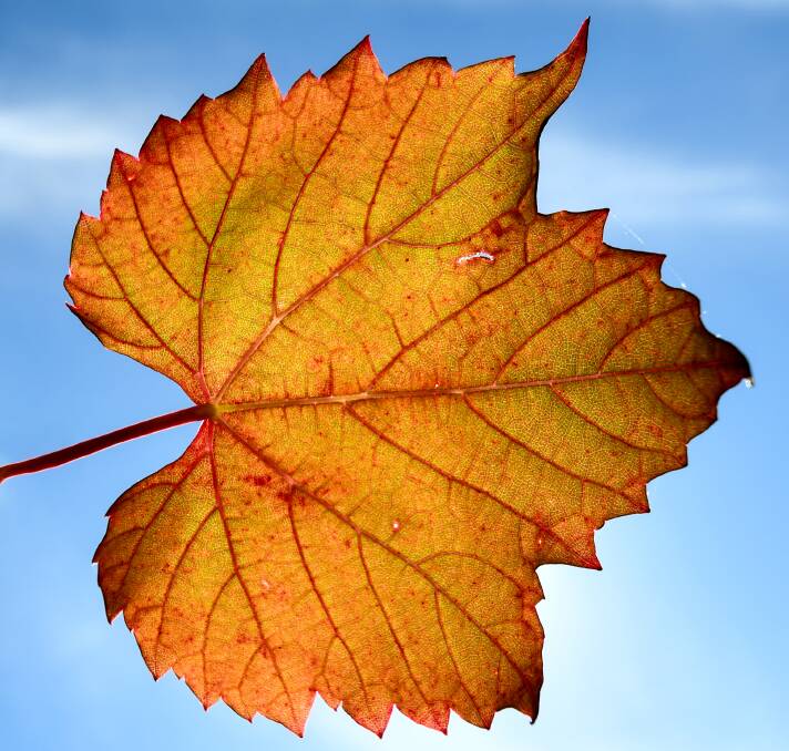 Veins of a grape vine leaf back-lit by the sun. Photo: Gareth Gardner