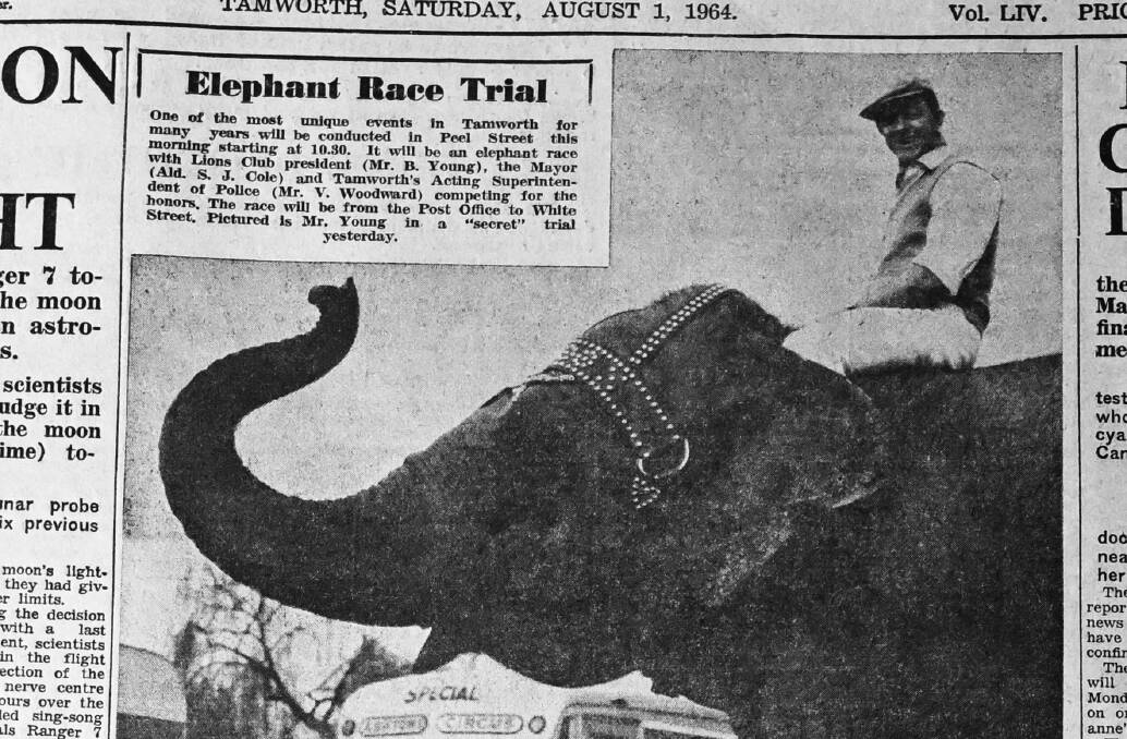 (Photo caption from 1st, August, 1964) One of the most unique events in Tamworth for many years will be conducted in Peel Street this morning starting at 10.30. It will be an elephant race with Lions Club president (Mr. B. Young), the Mayor (Ald. s. J. Cole) and Tamworth's Acting Superintendent of Police (Mr. V. Woodward) competing for the honors. The race will be from the Post Office to White Street. Pictured Is Mr. Young in a "secret" trial yesterday. 