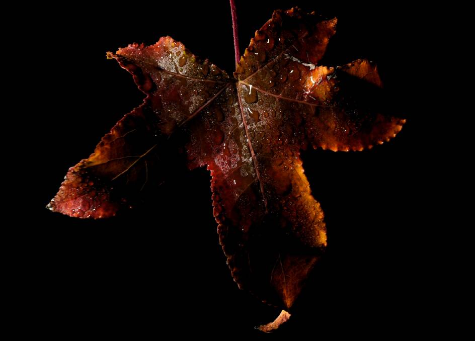 Water droplets form on a rich Autumn coloured leaf. Photo: Gareth Gardner