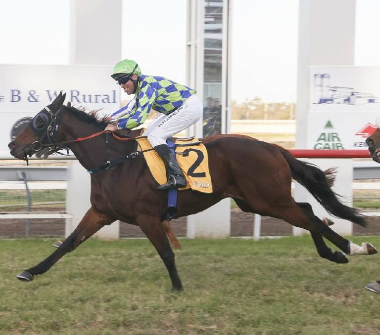 OUTSIDER: The Peter Sinclair-trained Scout will contest the Moree Cup on Friday. Photo: Bradley Photographers