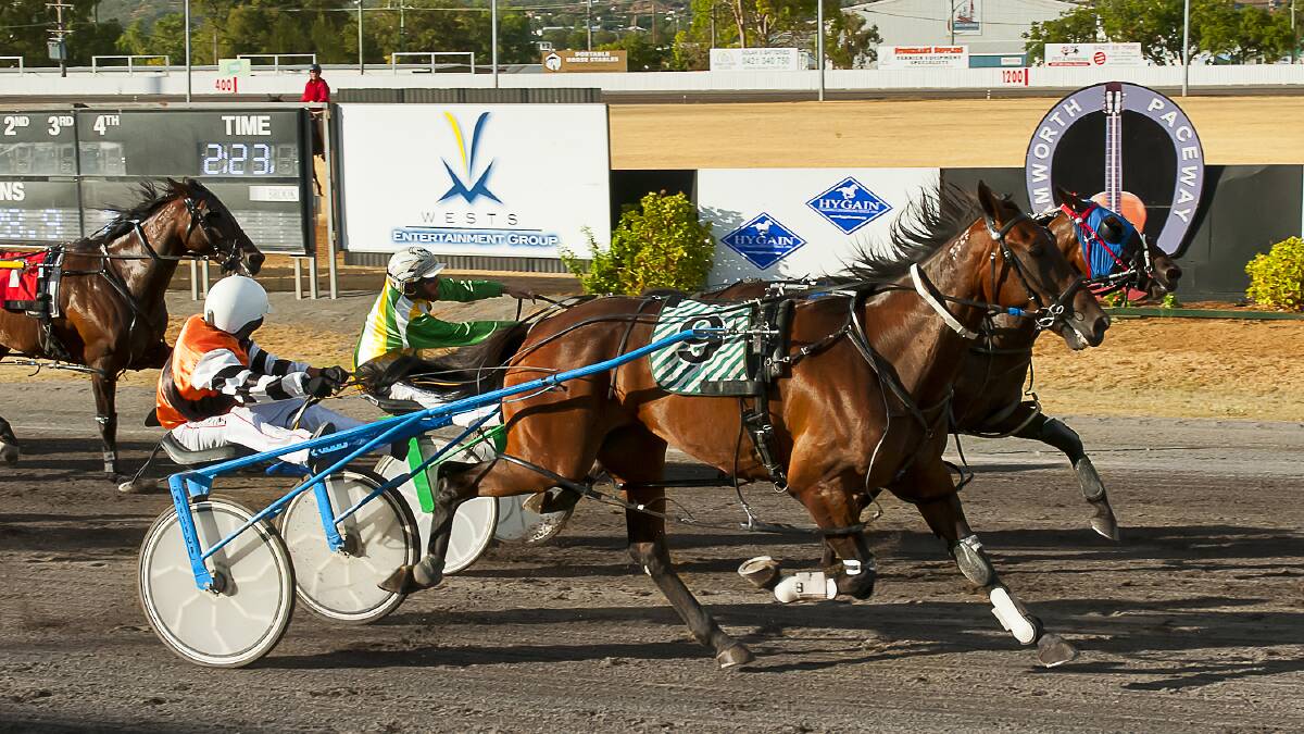 SIZZLING: Sammy Seelster, piloted by Dean Chapple, wins the Sam Ison Memorial, at Tamworth on Thursday afternoon. Photo: PeterMac Photography