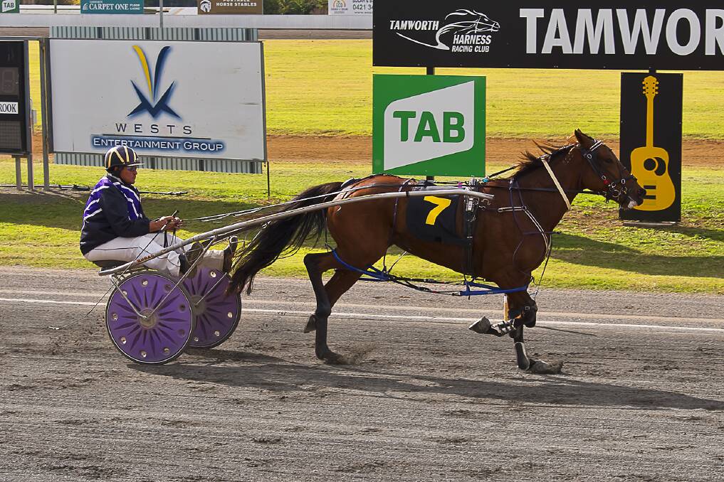 Fresh from a win at Tamworth on Thursday, Apollo Bam Bee and Allan Beresford will start in the Toohey's Pace at Monday's Newcastle meeting. Photo: PeterMac Photography