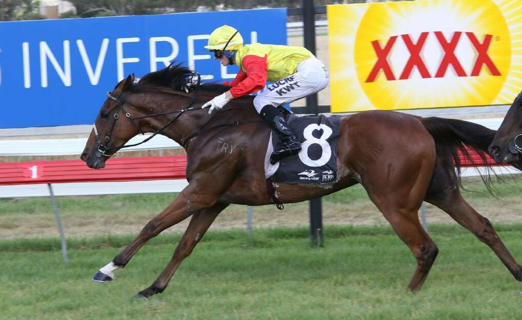 RICH FORM VEIN: Try ‘N’ Run A Muck, ridden by Kyle Wilson-Taylor, wins the Inverell Cup on January 1. Photo: Bradley Photos