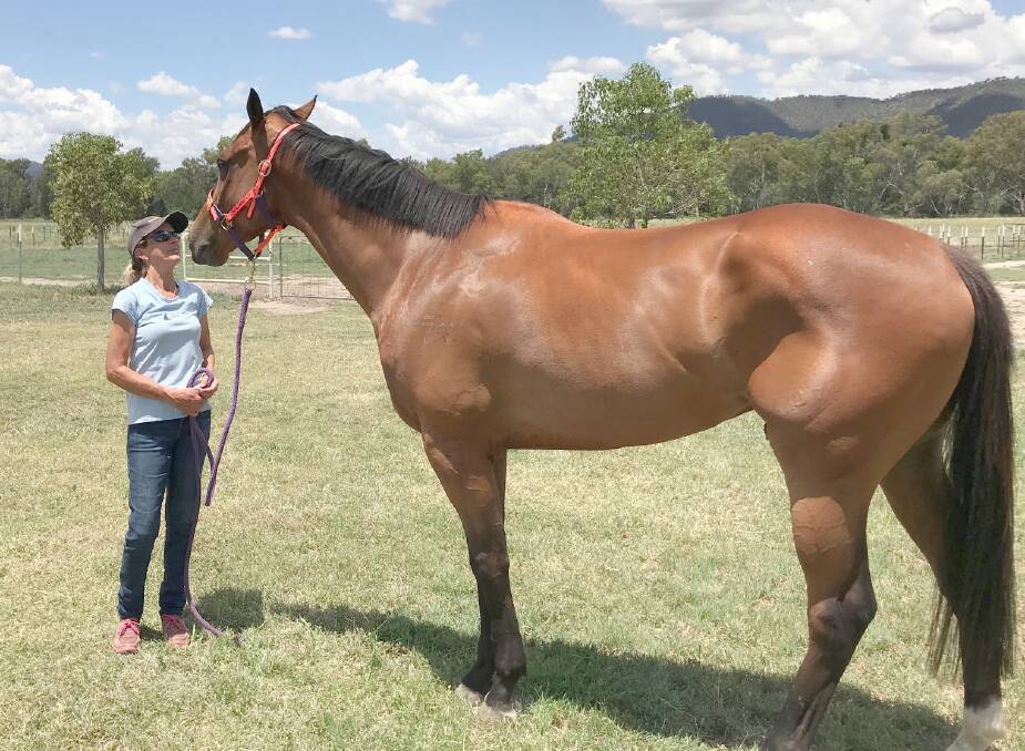 LOVE FEST: Kootingal trainer Michelle Fleming and her reformed bad boy, Babbinboon Boy. Photo: Supplied