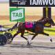 The Brendan James-trained Lady Pebble (Tom Ison) triumphs at Tamworth. Picture by PeterMac Photography