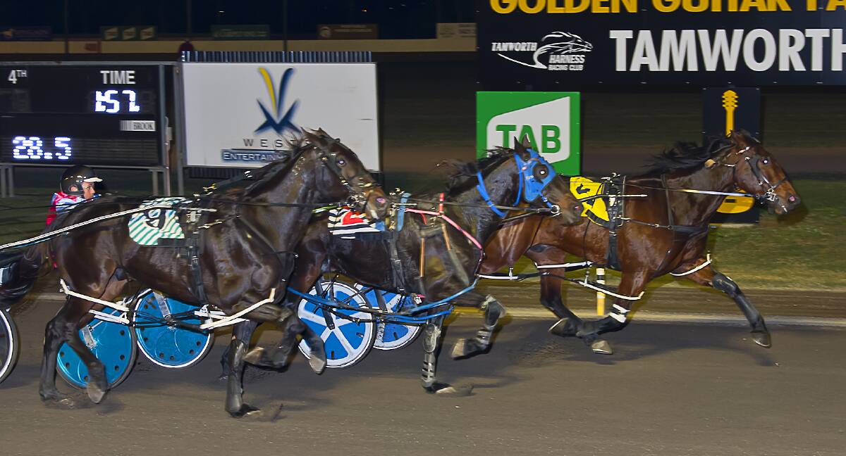 AFTERBURNERS: Tom Ison steers Van Laddie (inside) to victory over La Safron (middle) and Kid Montana in race four at Tamworth on Sunday night. Photo: PeterMac Photography