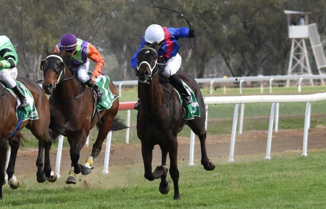 TRAGIC: Melted Moments was euthanised after a Ballina race. 