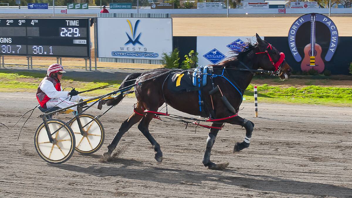 DOUBLE THE PUNCH: Pilot Pete, driven by Dean Chapple, wins at last week's Tamworth harness. Photo: PeterMac Photography