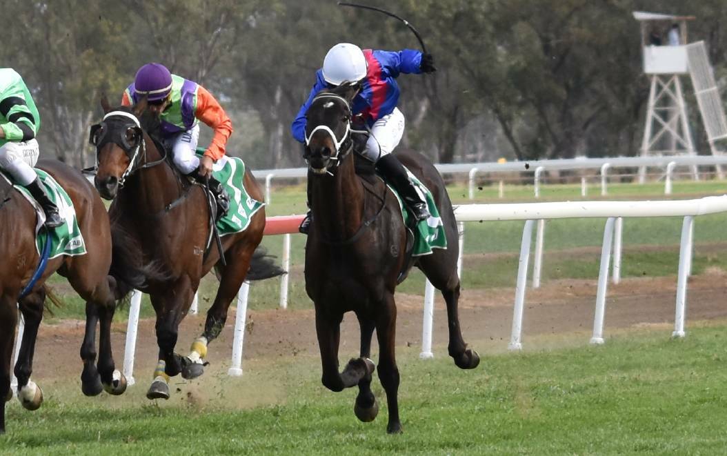 THE CHALLENGE: Melted Moments will be in action at Tamworth on Tuesday, with the seven-year-old gelding chasing his first win since November. 
