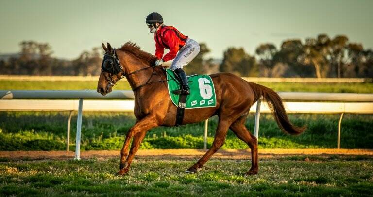 DOUBLE IMPACT: Brooke Stower will ride the Jeremy Sylvester-trained Island Grange at Armidale on Thursday. Photo: Racing Photography.