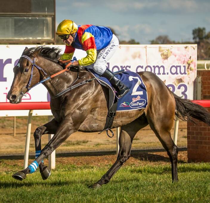 SHOWCASE ATTRACTION: Danebrook, with Greg Ryan aboard, will be in action at Tamworth on Friday. Photo: Janian McMillan (Racing Photography)