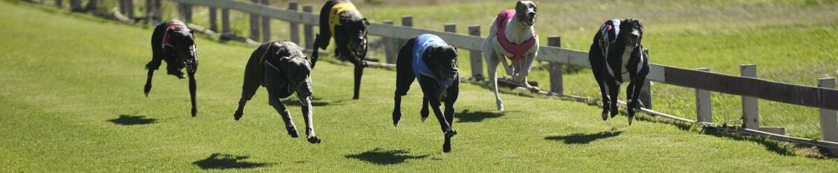 FEES WAIVED: Greyhound owners in NSW have had a win.