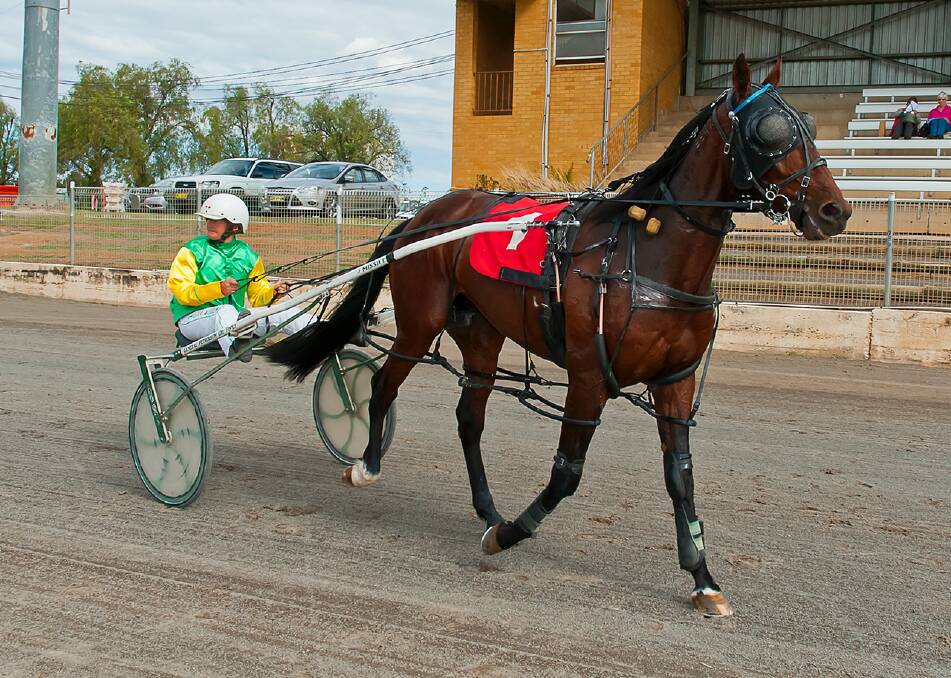 NAME APPROPRIATE: Too Good For You, with Lola Weidemann in the gig, after the win at Tamworth. Photo: PeterMac Photography 