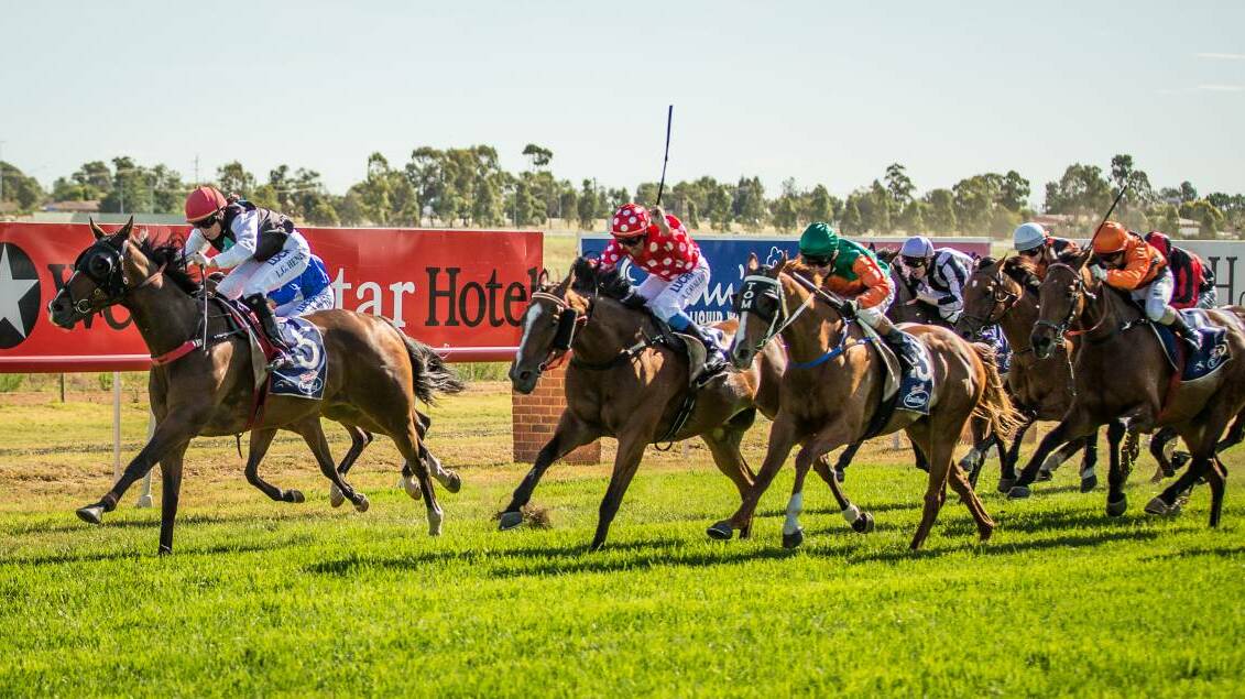 THE QUEST: Pippi's Pride, seen here winning the 2015 Christmas Cup at Dubbo, will chase his first metropolitan win on Friday night at Canterbury. Photo: Simon Thompson 