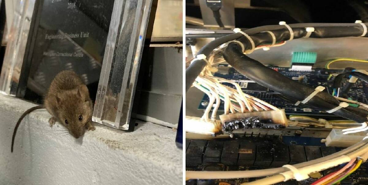 DAMAGE: One of the mice captured at Wellington Correctional Centre and damage caused to wiring. Photo: Corrective Services NSW