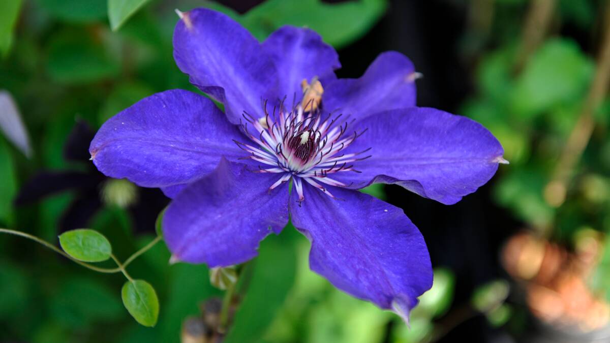 Climbing beauty: The clematis is just one of the many spectacular flowering vines that grow well in the Tamworth area and can add a dash of style to your garden.