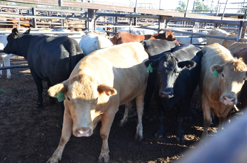 
Easter impact: There were smaller numbers of cattle at the Gunnedah, Inverell and Tamworth markets.