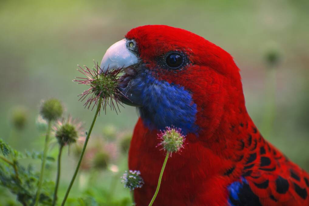 A splash of colour: The crimson rosella shows off the brilliant colour that people have tried to recreate as a dye throughout history.