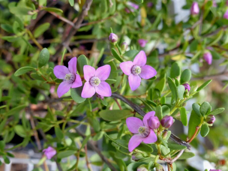 Boronia crenulata: Sometimes marketed as "Pink Passion", comes from Western Australia and could be cultivated in cottage gardens.