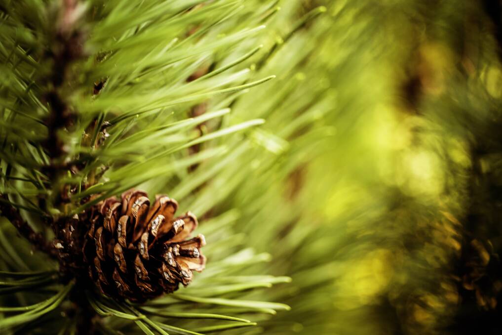 Common sight: Not all conifers have cones, but many carry their seeds in this distinctive way.